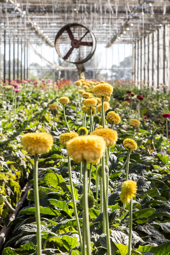 Southern Highlands flowers 