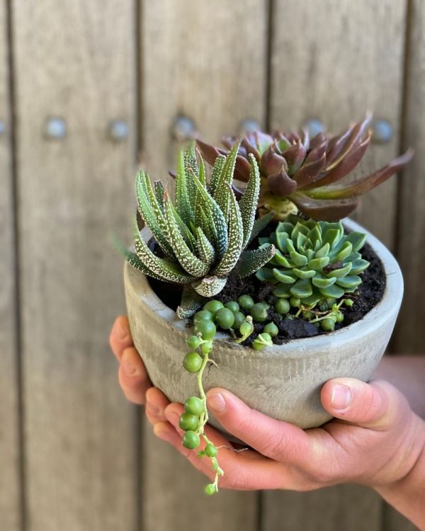 Potted succulents from Jonima Flowers